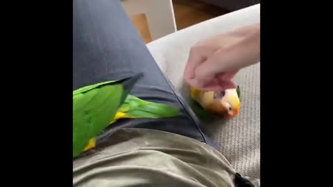 Parrots Funny Videos