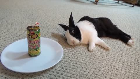 Waking a sleeping rabbit with a firecracker 💯