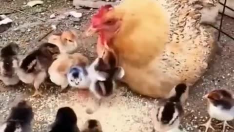 Hen with Chicken Feeding #Hen#Chicken#Feeding#Children#Birds#Petbirds#Pets#Birdslife#Meat