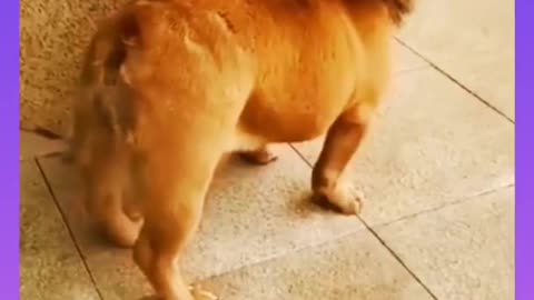 #shorts funny dog 🐕 video 😂 Indian dog status 😂🤣😂