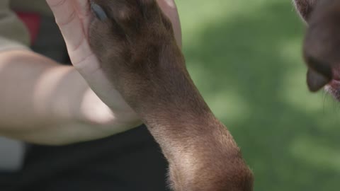 cachorro adestrado aprende a dar a patinha