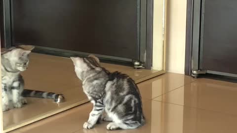 Silly Cat Plays With His Reflection