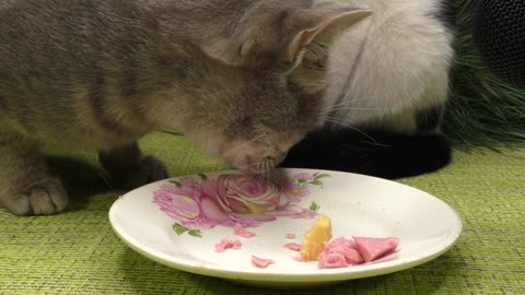 Cats eating cheese sausage