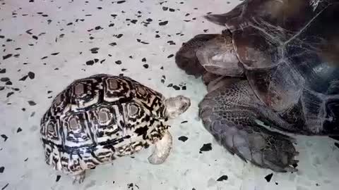 Leopard tortoise, Jackpot bullies new member