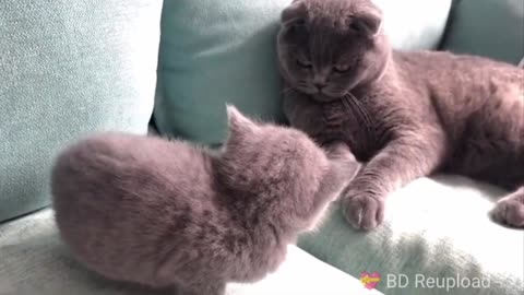 Cats Cute and Funny Cat Video