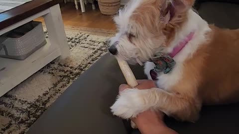 Puppy gnawing on deer antler