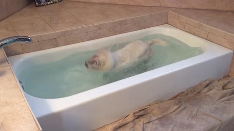 Water loving Westie tries her "indoor" pool