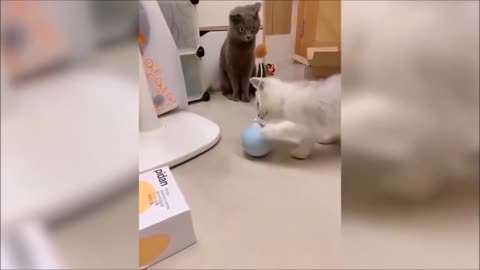 cats playing ball very cute