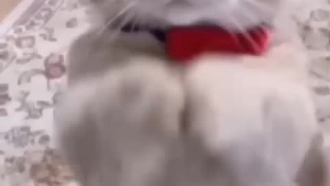 funny cat ever