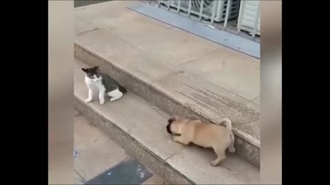 Cat VS Dog Funny Animal