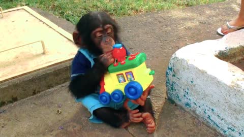 Funny chimpanzee kid playing on the train