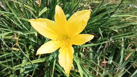 Yellow Daylily