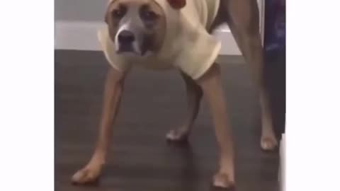 This Dog is so disappointment to his owner for buying him small sizeclothes.