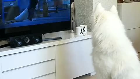 Dog like to movie :)