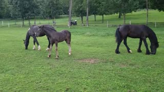 Spoons the orphaned foal loving life at 2.5 months old