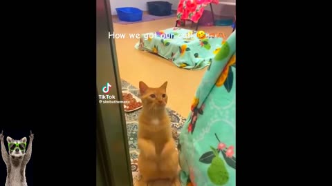 Furry Friends Follies | Epic Cat and Dog Bloopers and Laughs 🤣 - Top Funny Animal Videos 2023 🐾