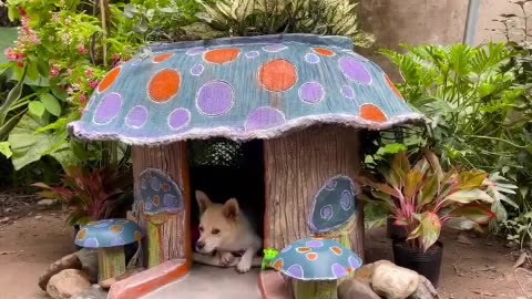 Simple house for dog