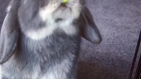 rabbit eating grass