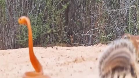 COBRA BULLIED BY SQUIRRELS & MONGOOSE