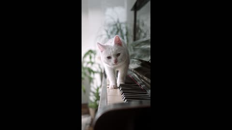 A cat walking over piano keyboard