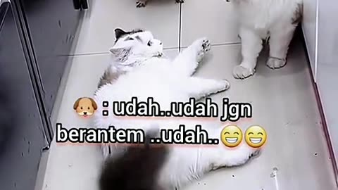 Cats and Dog cute fighting