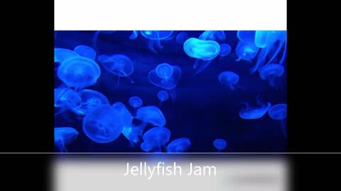 Jellyfish Jam