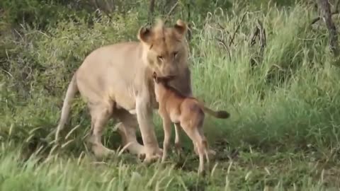 Lioness protects a baby Antelope