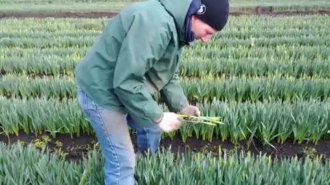 Picking daffodils in Victoria at Vantreight Farms