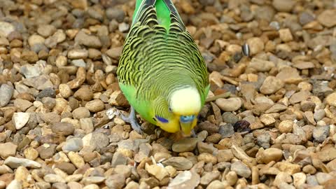 Awesome and cut parrot eating