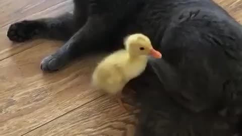 Dog and Duck's Adorable Push and Play