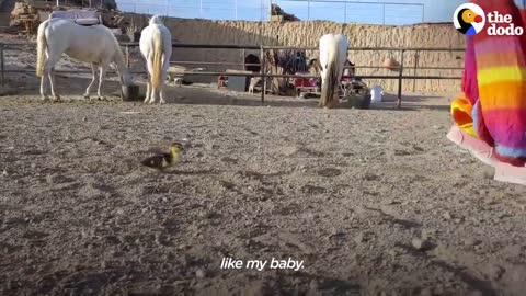 Baby Duck Thinks the Woman is Her Mom | The Dodo Little But Fierce