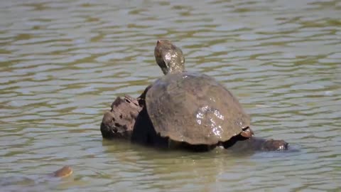 Animal world # Cute turtle # Observing animal behavior #