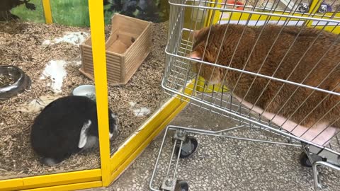 Trip to the pet shop