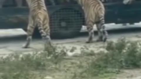 young tigers attack on bus