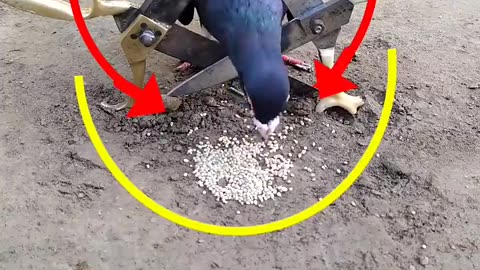 Pigeon trap | bird trap - #shorts #youtubeshorts