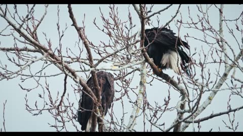 "Eagle Eye: Masterful Hunting Techniques Unveiled"