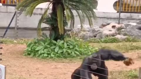 Gorilla's Anger #shorts #shortsvideo #video #viral