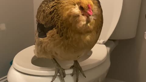 Pet Chicken Uses the Toilet