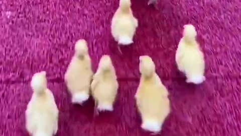 Cute puppy and cute ducklings funny video