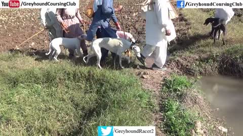 Spanish greyhound in Pakistan | hunting dogs | hound dog