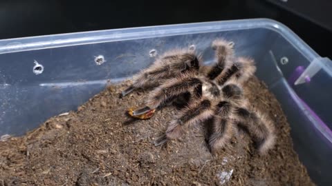 FEEDING ALL MY Brachypelma TARANTULAS