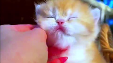 Cute cat smiley