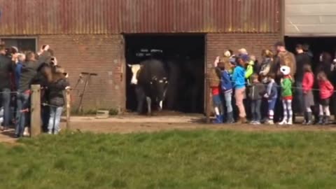 Cows jump for joy after seeing the grass for the first time in 6 months