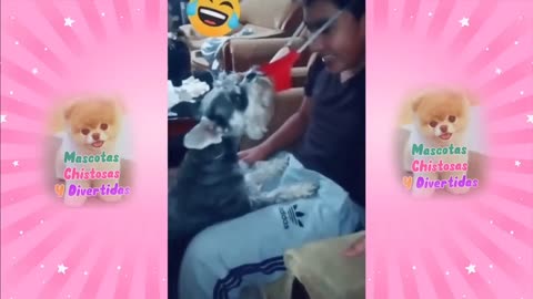 Mira perro y gato 😂