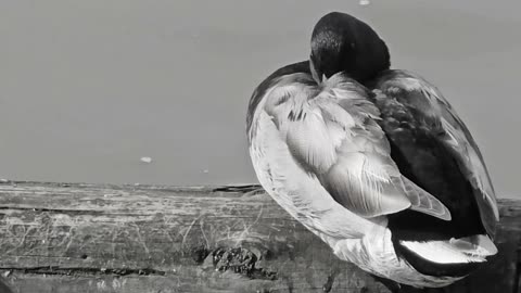 Ducks chilling in black and white / ducks far and close-up / beautiful water birds.