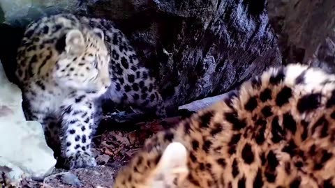 Amur leopard cam 😍😍😍