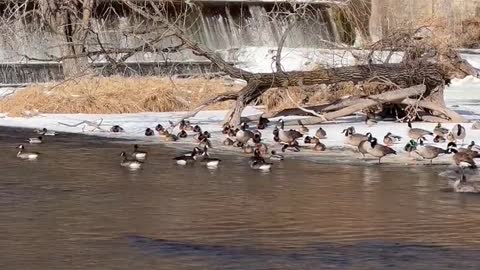 The Geese birds at the River.