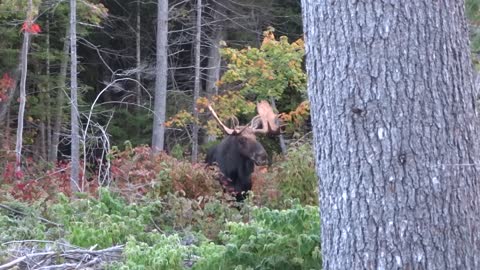 Moose Calling