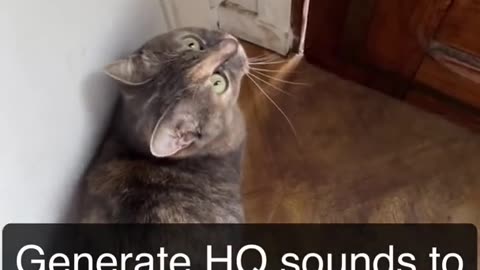 Sounds that attract cats - Meow to make cats come to you