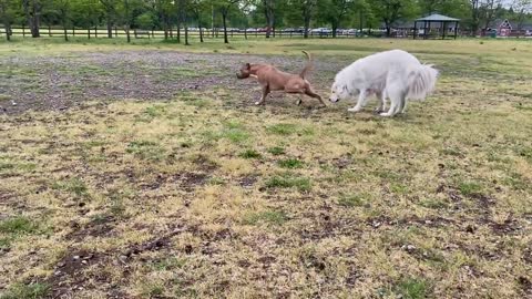 German Shepherd Attacks Pitbull